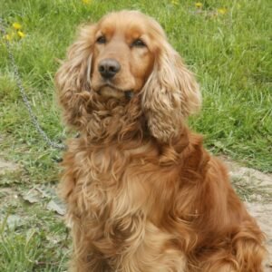 Cocker spaniel