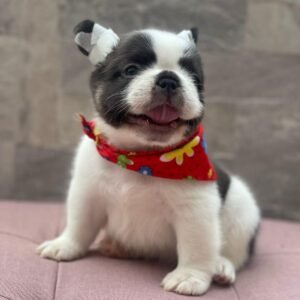 Bulldog francés