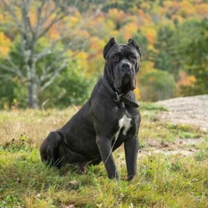 Cane Corso