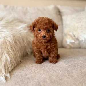 Poodle toy