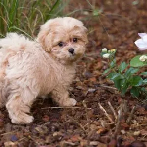 Maltipoo