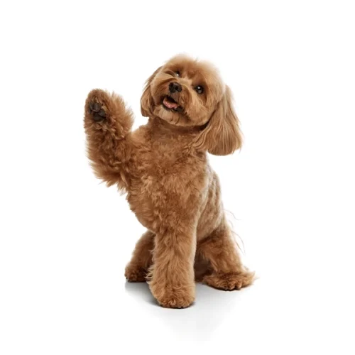 happy-smiling-smart-dog-purebred-600nw-2503676617